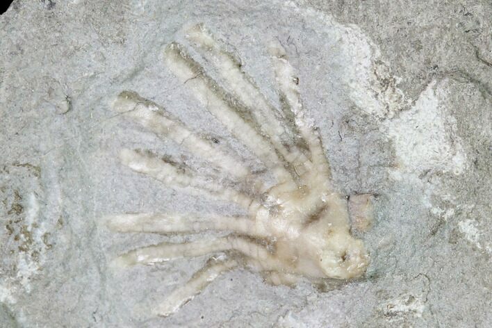 Fossil Crinoid (Eretmocrinus) - Gilmore City, Iowa #149025